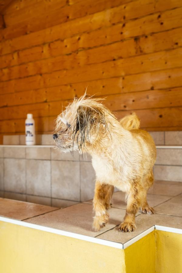 Hotel, Restaurant, Cafe Pharisaeerhof - Nordseeurlaub Mit Hund Nordstrand Exterior photo